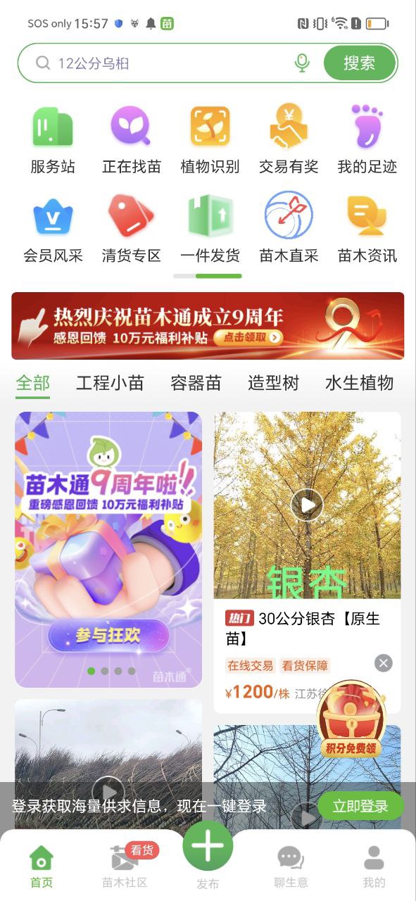 苗木通