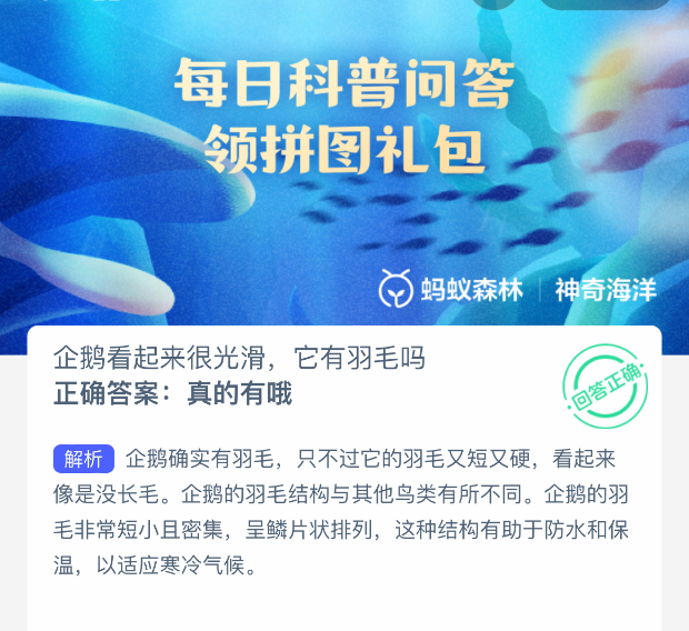 企鹅羽毛