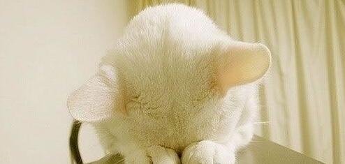 一个失败手游创业者的自白