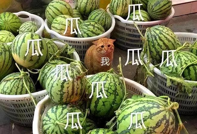 "韩国电竞选手组队，成为全华语班中文交流第一人？"