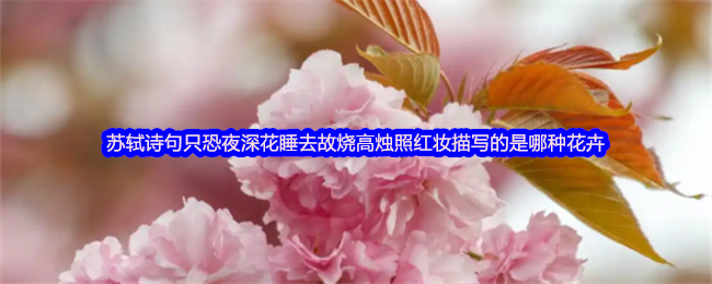 《支付宝》深夜花朵沉睡，苏轼诗句中描绘的花卉是什么？